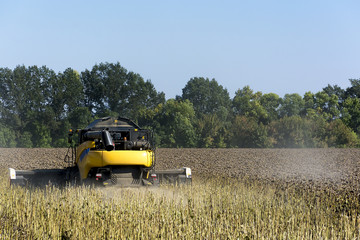 In Ukraine, in the fall, a combine in a field harvests a sunflower crop for making oil and using it in the food industry
