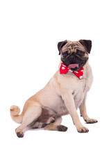 pug on white background