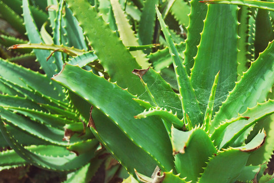green bushes of succulent plant aloe with spiderweb