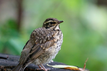 Redwing juvenile sitting on stump. Cute young thrush in forest. Bird in wildlife.