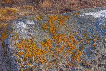 Colorful Lichen on Bare Rock in the Arctic
