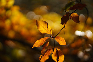Autumn Leaves