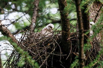 Sparrowhawk chick sitting in nest on larch tree in Moscow park. Cute little hawk nestling. Bird in wildlife.
