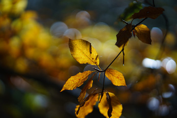 Autumn Leaves