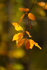 Obraz premium Autumn Leaves