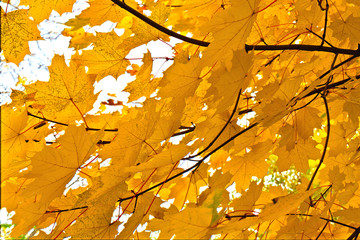 Branches of maple with yellow leaves in the fall.