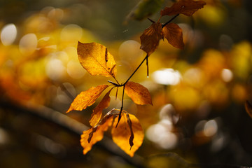 Autumn Leaves