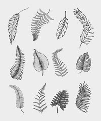 tropical or exotic leaves, leaf of different vintage looking plants. monstera and fern, palm with banana botany set. flowers engraved vintage, hand drawn. botanical organic product. green background.