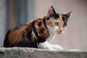 portrait of tricolor cat in outdoor looking away in the street