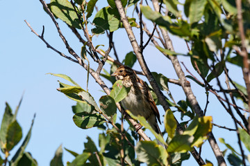 Common reed bunting. Cute spotted brown songbird. Bird in wildlife.