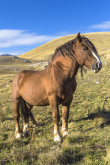 Beautiful brown horse in poses under a blue sky