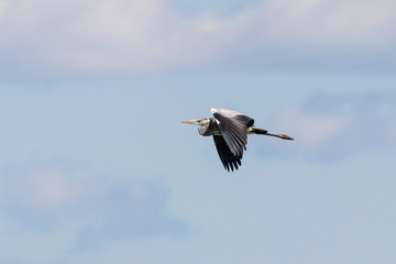 Grey heron in flight. Great graceful bird in wildlife.