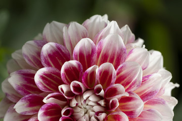 Pink and white Dahlia