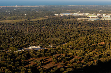 Panoramic view of the expanses of olive trees of the plain of Ostuni and Fasano at sunset with the...