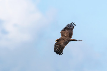 Marsh harrier young flying under blue sky. Beautiful brown raptor bird in wildlife.