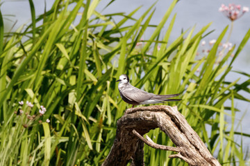 Black tern sitting on snag. Cute graceful waterbird. Bird in wildlife.