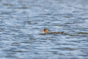Northern shoveler female swimming on water. Cute brown duck with large beak. Bird in wildlife.