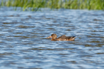 Northern shoveler female swimming on water. Cute brown duck with large beak. Bird in wildlife.