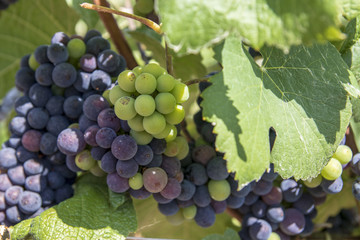 Champagne grapes before the harvest