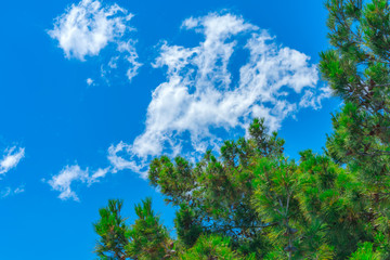 Obraz premium The branches of a pine against the blue sky with clouds