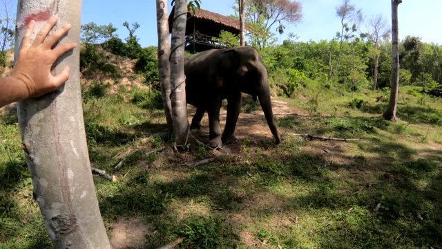 Lone elephant in Thailand conservatory, POV
