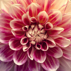 Detailed red and White dahlia flower. Close up image