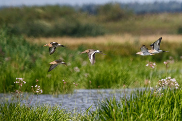 Black-tailed godwits and young ruffs fying above water in plains. Flock of cute bright long-billed shorebirds. Birds in wildlife.