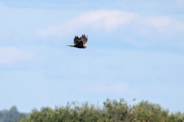 Marsh harrier young flying under blue sky. Beautiful brown raptor bird in wildlife.