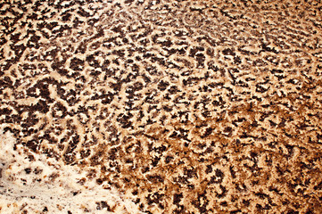 wort - beer brewed in open vats