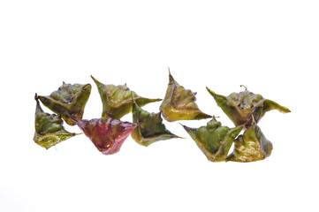 Fototapeta premium Water chestnut isolated on a white background
