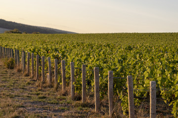 Sunset on the vines, Champagne region