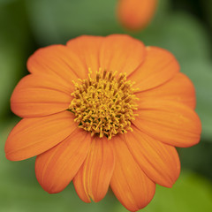 Blooms of orange Zinnia elegans