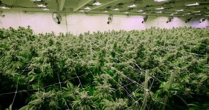Panoramic View of Large Cannabis Crop Growing Indoor Warehouse Fans Lighting Commerical Operation Recreational Marijuana Legal Washington State