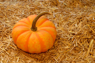 Autumn Scenery Pumpkin