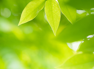 Closeup natural green leaf in garden and blurred bokeh morning light for spring background and wallpaper, springtime, nature of green plant
