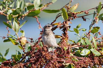 Whinchat young sitting on bush. Cute bright colorful songbird. Bird in wildlife.