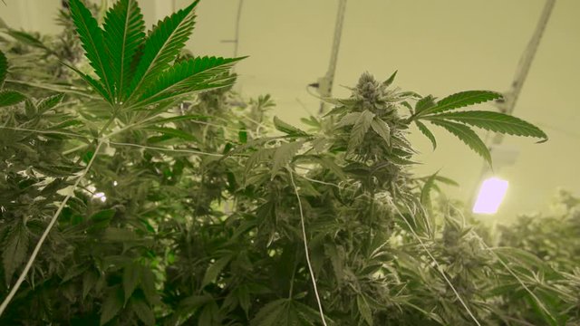 Close Up View Huge Cannabis Sativa Plants Under Grow Lights in Warehouse Legalized Recreational Marijuana Operation