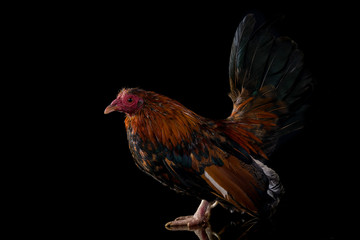rooster on a black background