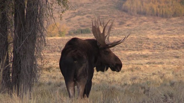 Bull Shiras Moose in Wyoming in the Fall Rut