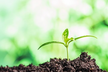 young plant growing on healthy soil