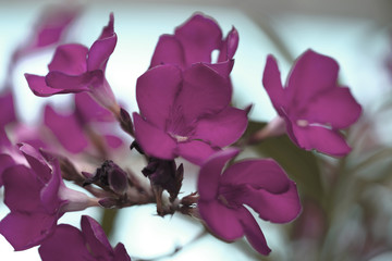 Bougainvillea flower in bloom, close-up