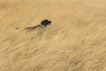 Black labrador in playing in the wheat