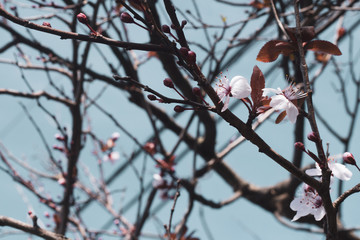 branch of a tree in winter
