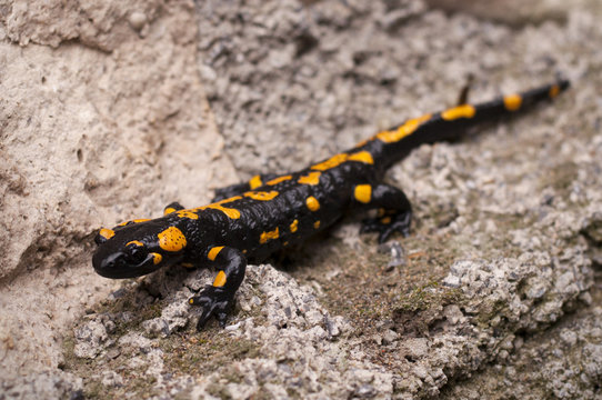 little salamander on the stones