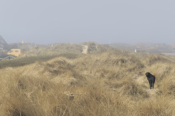 Obraz premium Black labrador in playing in the wheat
