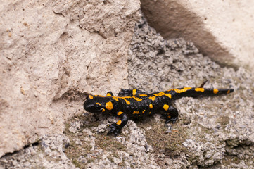 little salamander on the stones