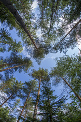Birch trees tops with a fisheye