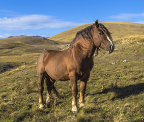 Obraz premium Beautiful brown horse in poses under a blue sky
