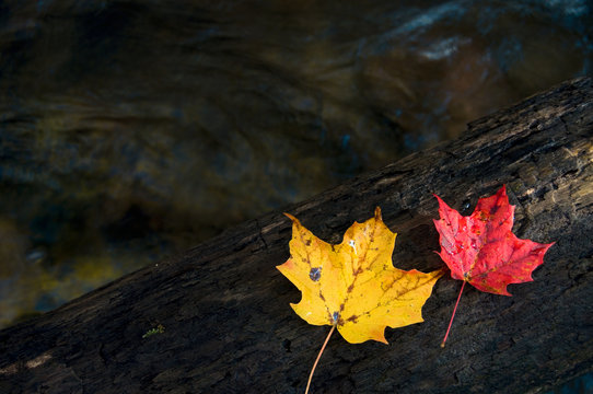 Beautiful Red and Yellow Maple Leaves on Wood in Waterfall