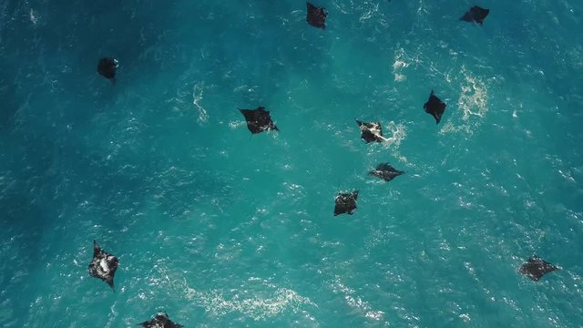 Fever of stingrays in ocean, overhead aerial